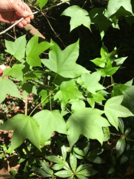 Hybrid leaves Spring 2018