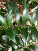 Closeup of foliage