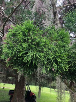 A "Witches Broom" on Cryptomeria